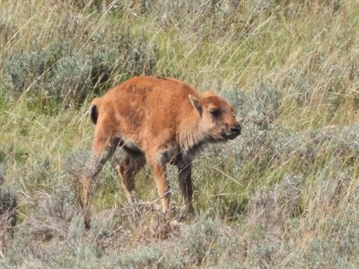 American Bison — Close side profile of a red calf in the sage