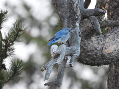 Mountain Bluebird — Bright blue male on a gnarled pine snag