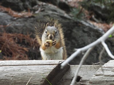 American Red Squirrel — Face-on behind a log, holding food in both paws, white eye-ring sharp