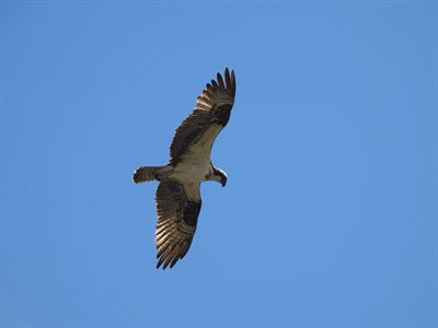 Osprey — Soaring overhead with wings fully spread against a clean blue sky