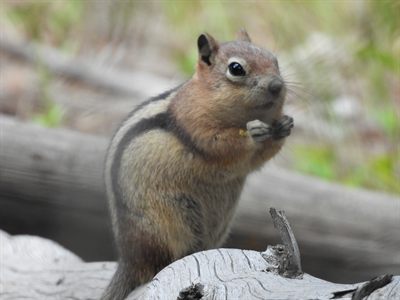 Golden-mantled Ground Squirrel — Sitting up on deadfall facing the camera, paws together, the black-and-white side stripe clear