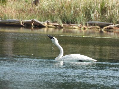 Trumpeter Swan — Neck raised with water dripping from the all-black bill
