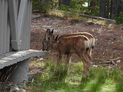 Mule Deer — Two fawns with fading spots sniffing a cabin step