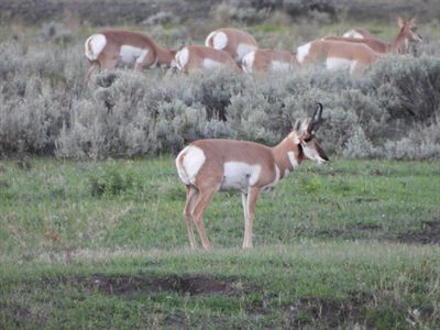 Pronghorn — Buck standing broadside at dawn, does grazing in the sagebrush behind