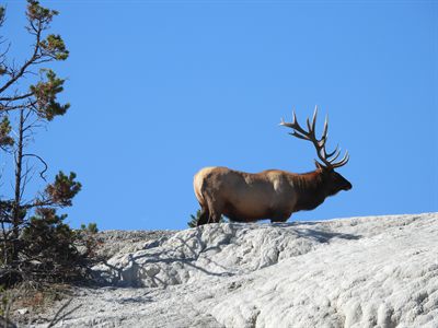 Elk — Bull in profile on a white travertine ridge against a clean blue sky