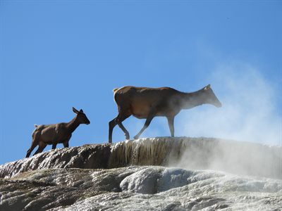 Elk — Cow and calf walking the steaming rim of the Mammoth travertine terraces
