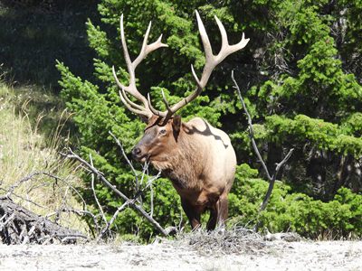 Elk