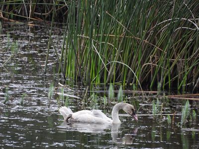 Trumpeter Swan — Grey cygnet feeding against a wall of reeds