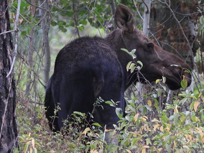 Moose — Close side portrait of a cow among aspen leaves