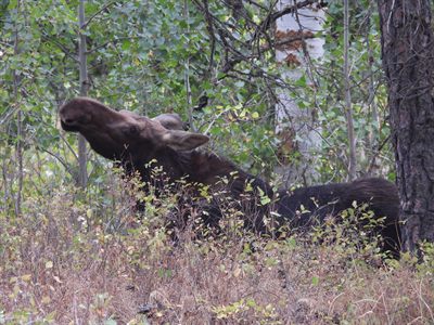 Moose — Cow bedded in the brush, stretching up to strip aspen leaves