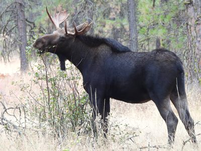 Moose