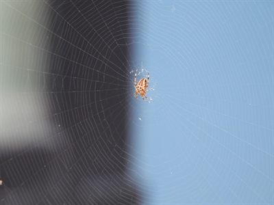 European Garden Spider — Introduced species; sitting at the hub of its orb web, the white cross on the abdomen visible