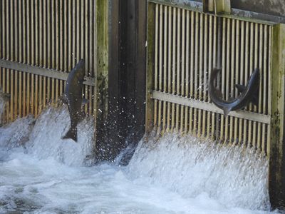 Chinook Salmon — Two returning salmon leaping the weir at the same moment; species likely Chinook