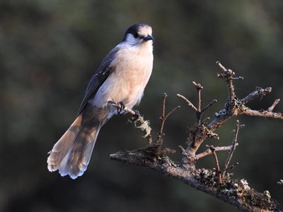 Canada Jay — Warm low sun on a lichen branch against a dark forest background