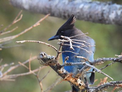 Steller's Jay — Tall black crest raised, perched among bare twigs