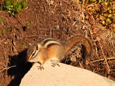 Yellow-pine Chipmunk — Bright orange flanks and crisp stripes in low sun at the edge of a burrow
