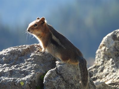 Cascade Golden-mantled Ground Squirrel — Rim-lit whiskers against blue forest bokeh, perched on a rock; the Cascades' own golden-mantled species