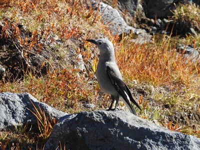 Clark's Nutcracker — On a boulder among red-and-orange autumn alpine heath, black-and-white wing pattern showing