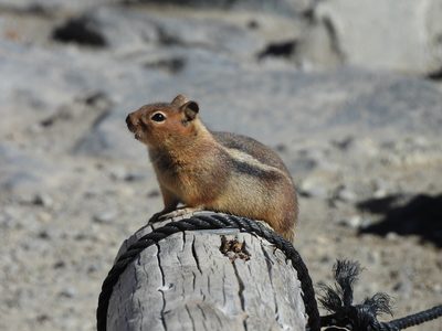 Cascade Golden-mantled Ground Squirrel — Alert on a rope-wrapped trail post, coppery head and side stripe in bright sun