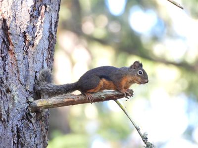 Douglas Squirrel — Full body stretched along a branch, showing the dark back and orange belly fringe