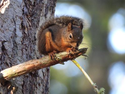 Douglas Squirrel — Free-roaming squirrel on the park grounds, hunched on a branch eating, whiskers lit against forest bokeh