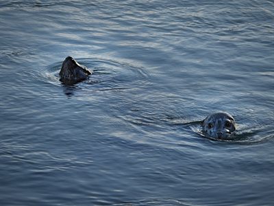 Harbor Seal — Two seals surfacing together, one staring straight at the camera