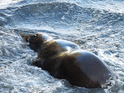 California Sea Lion — Surging through the water with the tail of a freshly caught salmon sticking out of its mouth