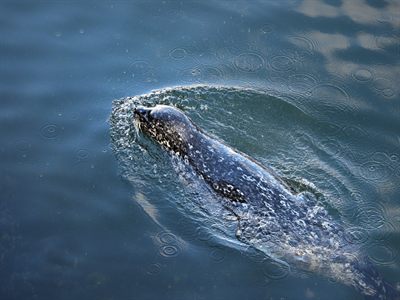 Harbor Seal — Swimming at the surface with a bow wave, the spotted coat and whiskers sharp