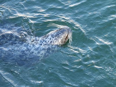 Harbor Seal — Close-up from above of the spotted head, long backlit whiskers and closed nostrils