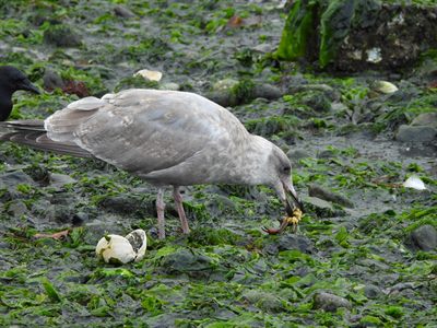Glaucous-winged Gull — First-cycle bird tearing into a crab on a seaweed-covered tide flat