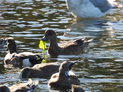 American Wigeon — Female carrying a strand of sea lettuce in a large flock feeding along the beach
