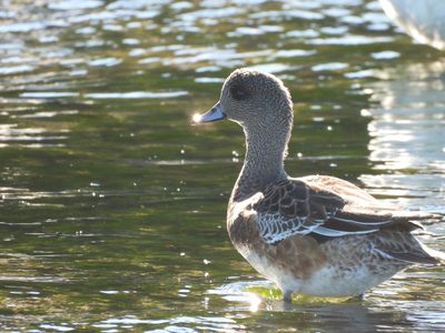 American Wigeon — Female standing in the shallows, backlit, a glint of sun on the pale blue bill
