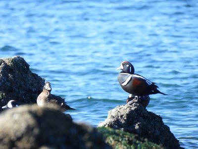 Harlequin Duck — Male in full breeding colours standing on a rock in Puget Sound, a female resting nearby