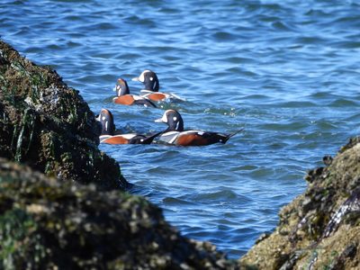 Harlequin Duck — Four breeding-plumage males swimming between the shoreline rocks