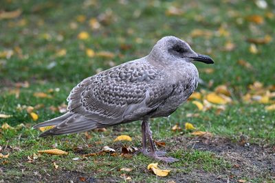 Glaucous-winged Gull — First-cycle bird on the lawn among yellow autumn leaves
