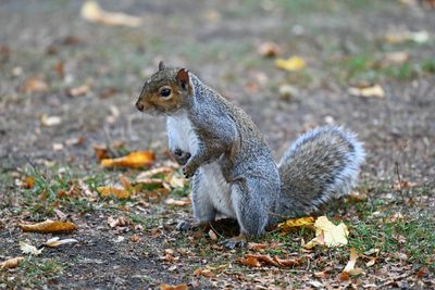 Eastern Gray Squirrel — Introduced in the Pacific Northwest; sitting up alert among fallen leaves