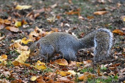 Eastern Gray Squirrel — Introduced in the Pacific Northwest; nosing through fallen autumn leaves