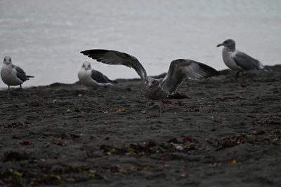 Glaucous-winged Gull — Juvenile stretching its wings on the dark sand among adults
