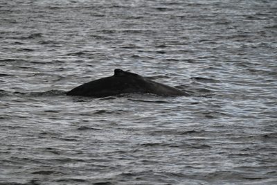Humpback Whale — Close view of the dorsal fin and hump as the whale rolls at the surface