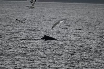 Humpback Whale — Dorsal fin surfacing among gulls working the same feeding area