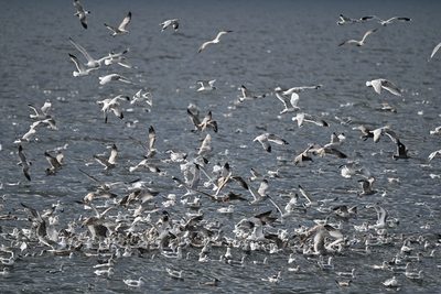 Mixed gull flock — Hundreds of gulls swirling over a bait ball