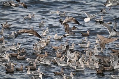 Mixed gull flock — Adults and brown juveniles crowding the surface in a feeding frenzy