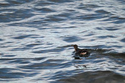 Rhinoceros Auklet — Non-breeding bird on the water, stout orange bill and dark head
