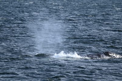 Gray Whale — Heart-shaped blow hanging over the surfacing whale