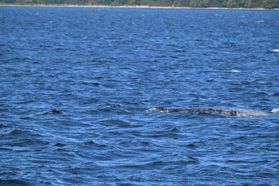 Gray Whale — Long mottled back surfacing in open blue water