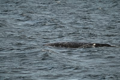 Gray Whale — Mottled grey back with pale barnacle and scar patches breaking the surface