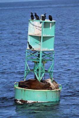 California Sea Lion — A channel buoy shared by hauled-out sea lions below and Pelagic Cormorants on top