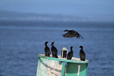 Pelagic Cormorant — Four perched on a channel buoy as a fifth comes in to land