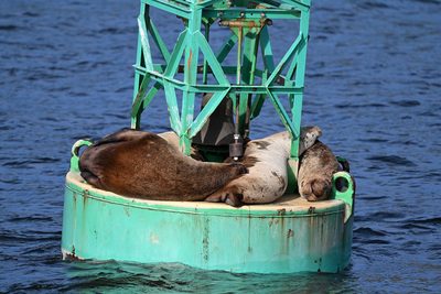 California Sea Lion — Three sea lions piled together asleep on a channel buoy