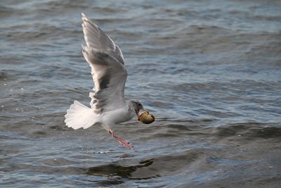 Glaucous-winged Gull — Adult lifting off the water with a clam in its bill, about to drop it on the rocks